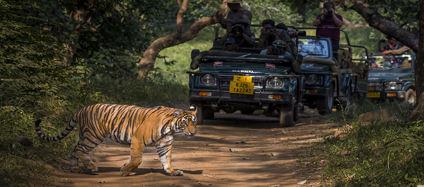 Rajasthan Wildlife Tour